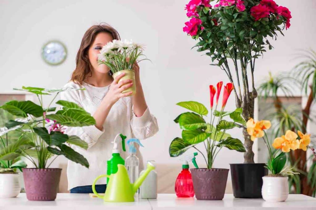 como cuidar de plantas em casa