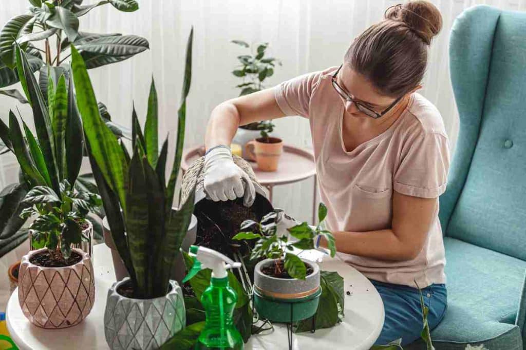 cuidados com as plantas