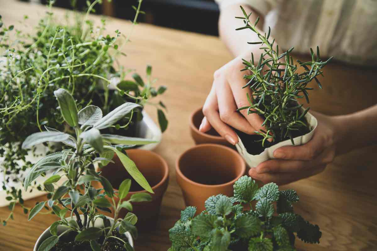 Como criar um jardim interno? Descubra o passo a passo!