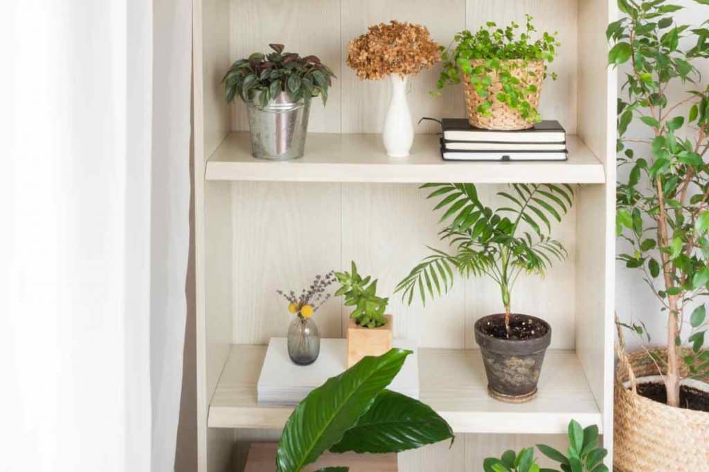 decoracao de casa com plantas
