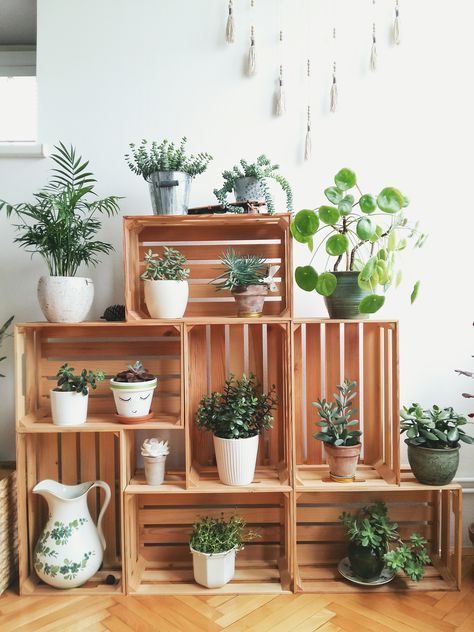 decoracao de casa com plantas