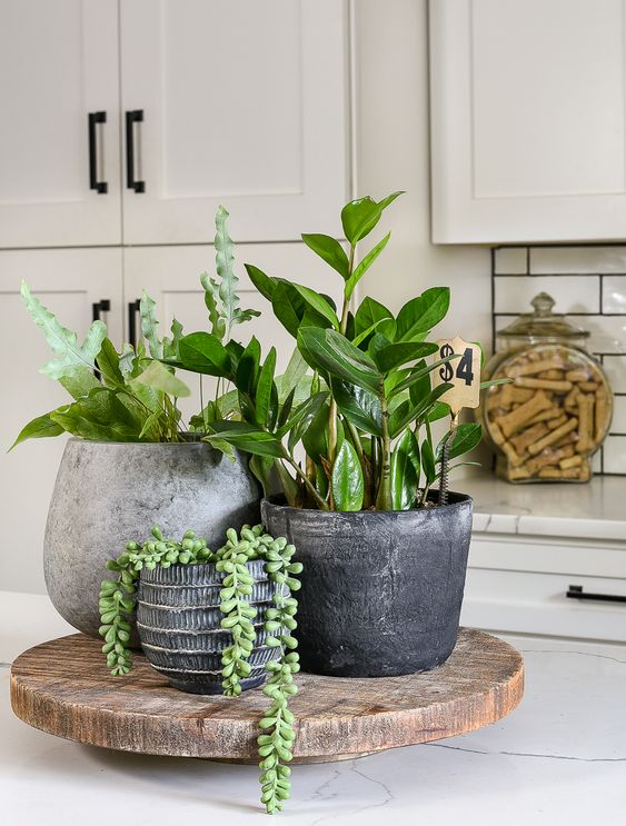 plantas para decorar a cozinha