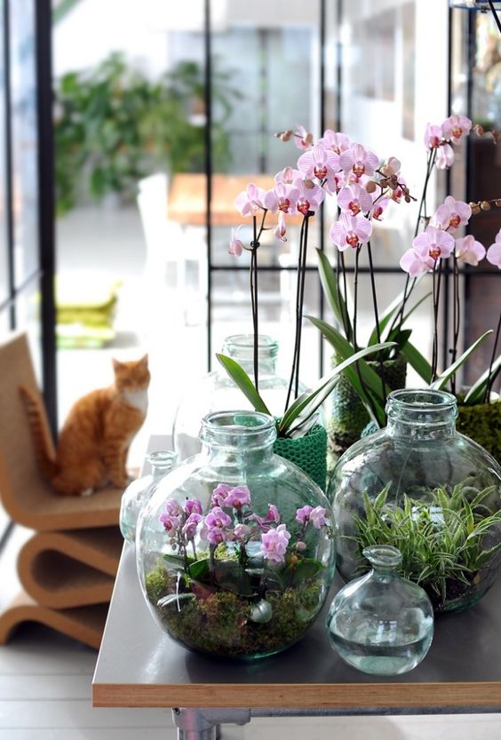 orquidea em terrario