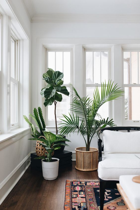 plantas na decoracao da casa