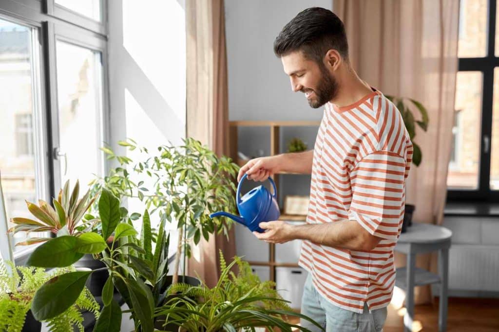 plantas em casa