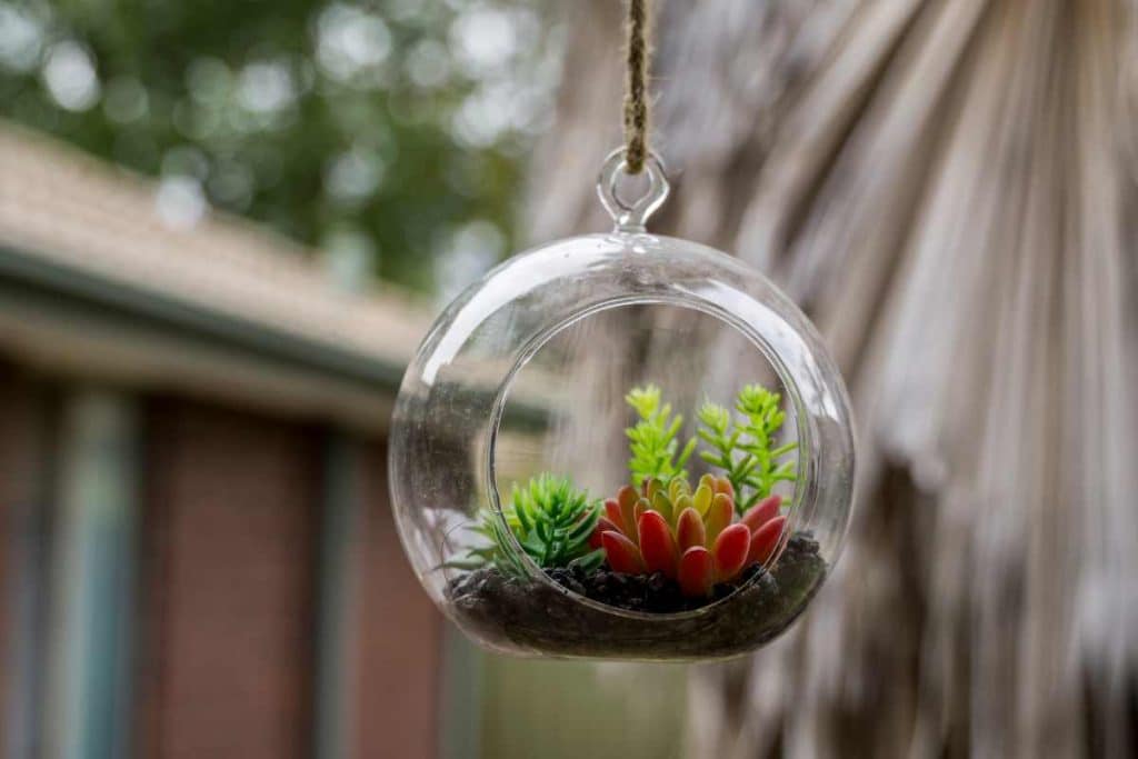 suculenta suspensa no terrario