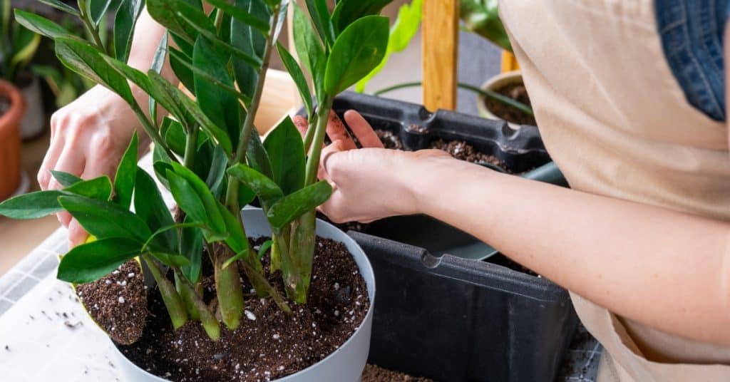 Decoração de interiores com plantas