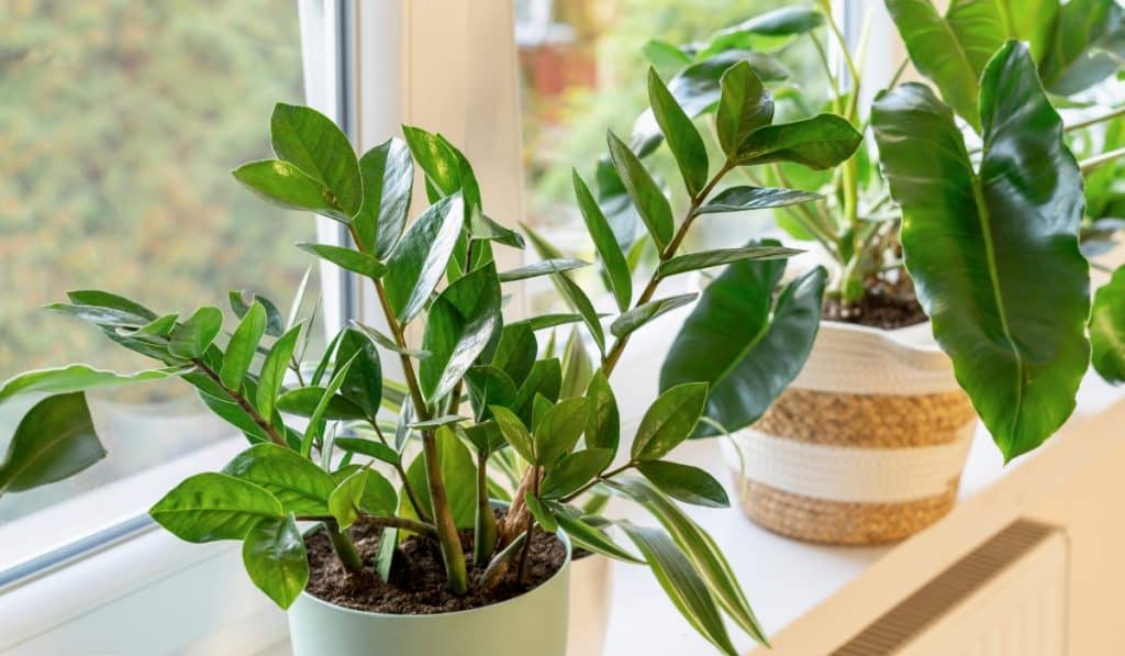 Como cuidar de plantas dentro de casa