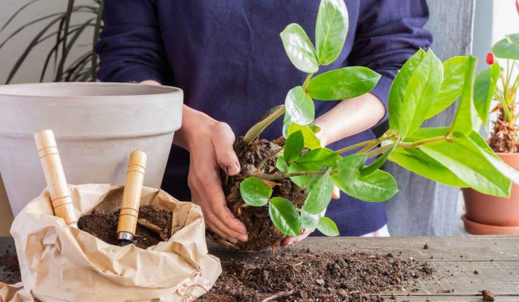 manutencao das plantas