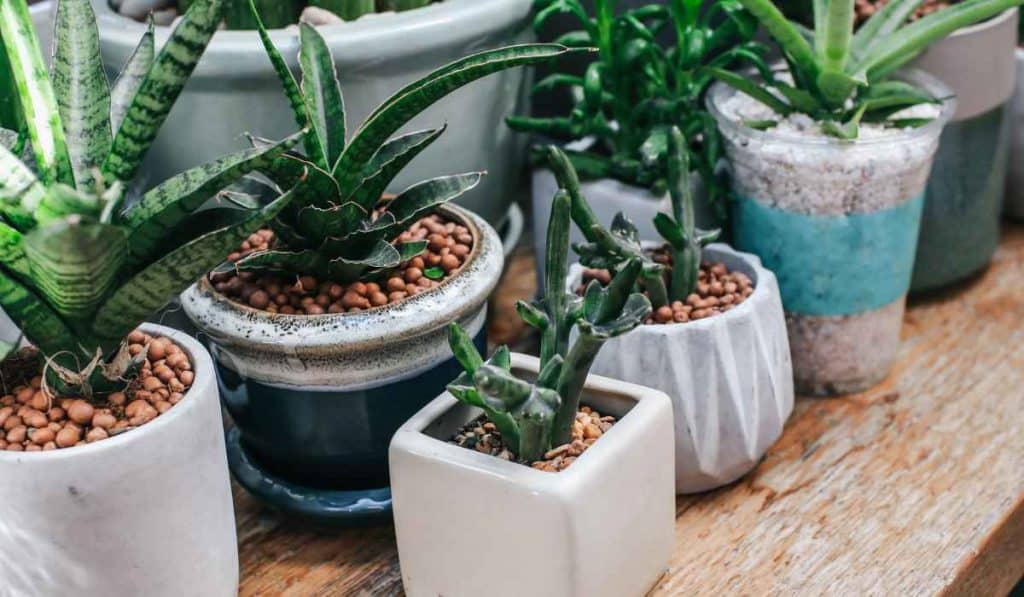 plantas em casa