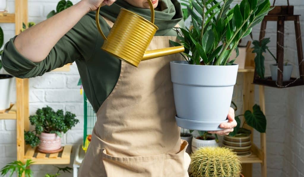 rega de plantas