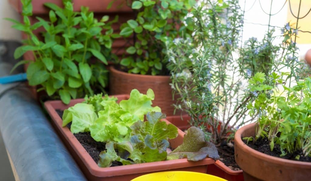 horta em apartamento