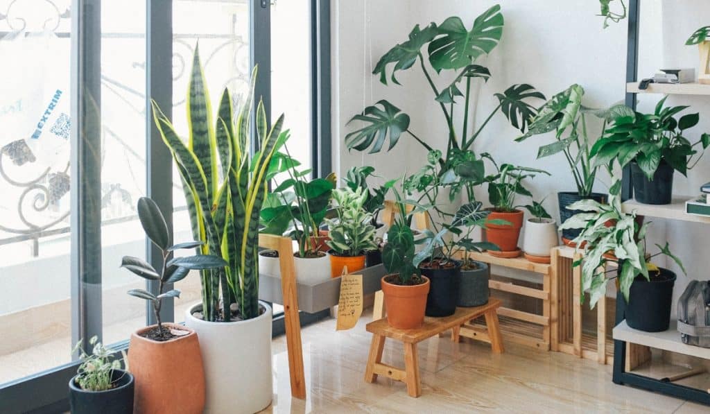 Natureza Indoor