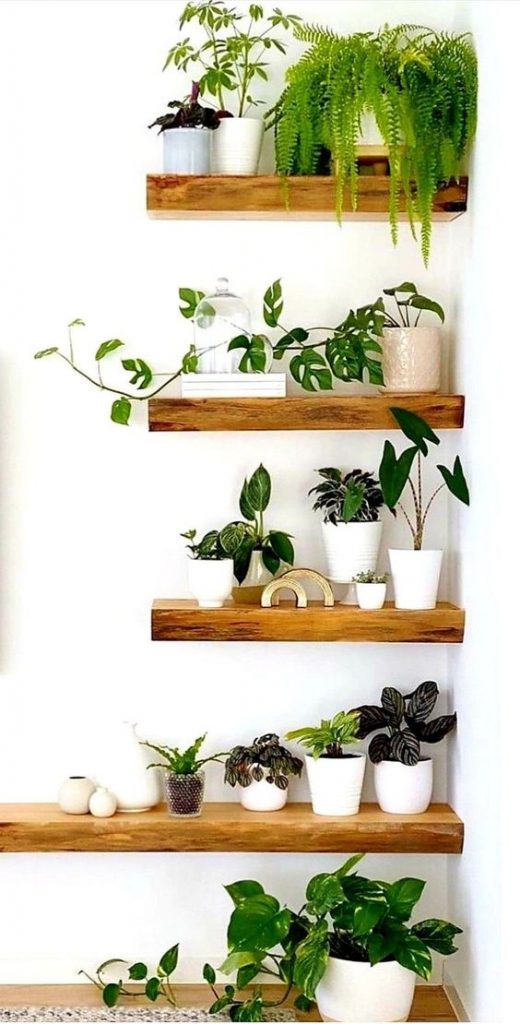 decoracao com plantas