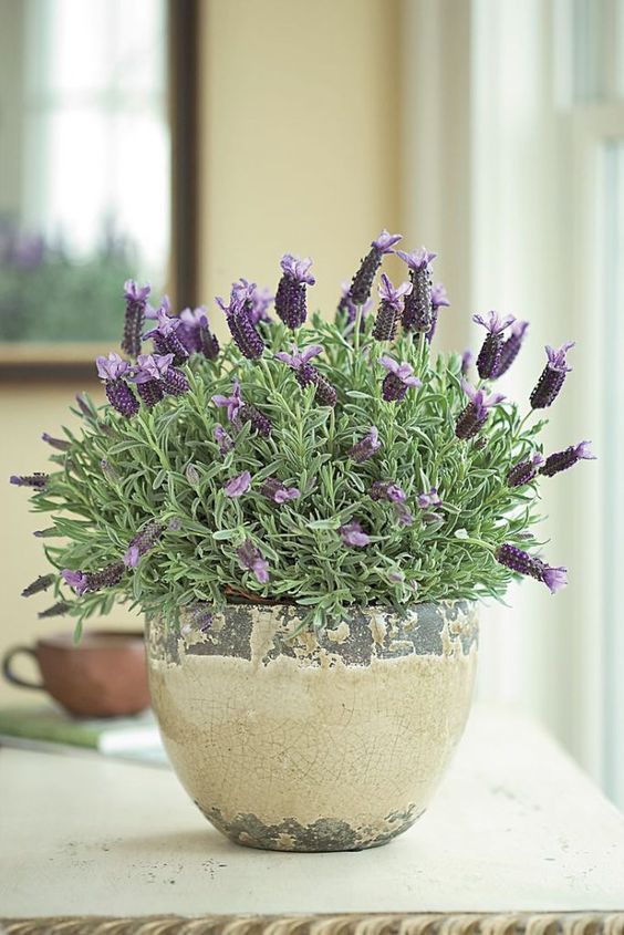 lavanda no quarto